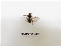 藏品(細黃胡蜂)的圖片